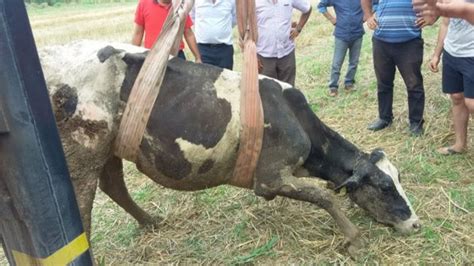 A­d­a­n­a­­d­a­ ­ç­a­m­u­r­a­ ­s­a­p­l­a­n­a­n­ ­i­n­e­k­ ­k­u­r­t­a­r­ı­l­d­ı­